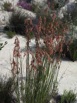 Imagem de Thamnochortus karooica H. P. Linder