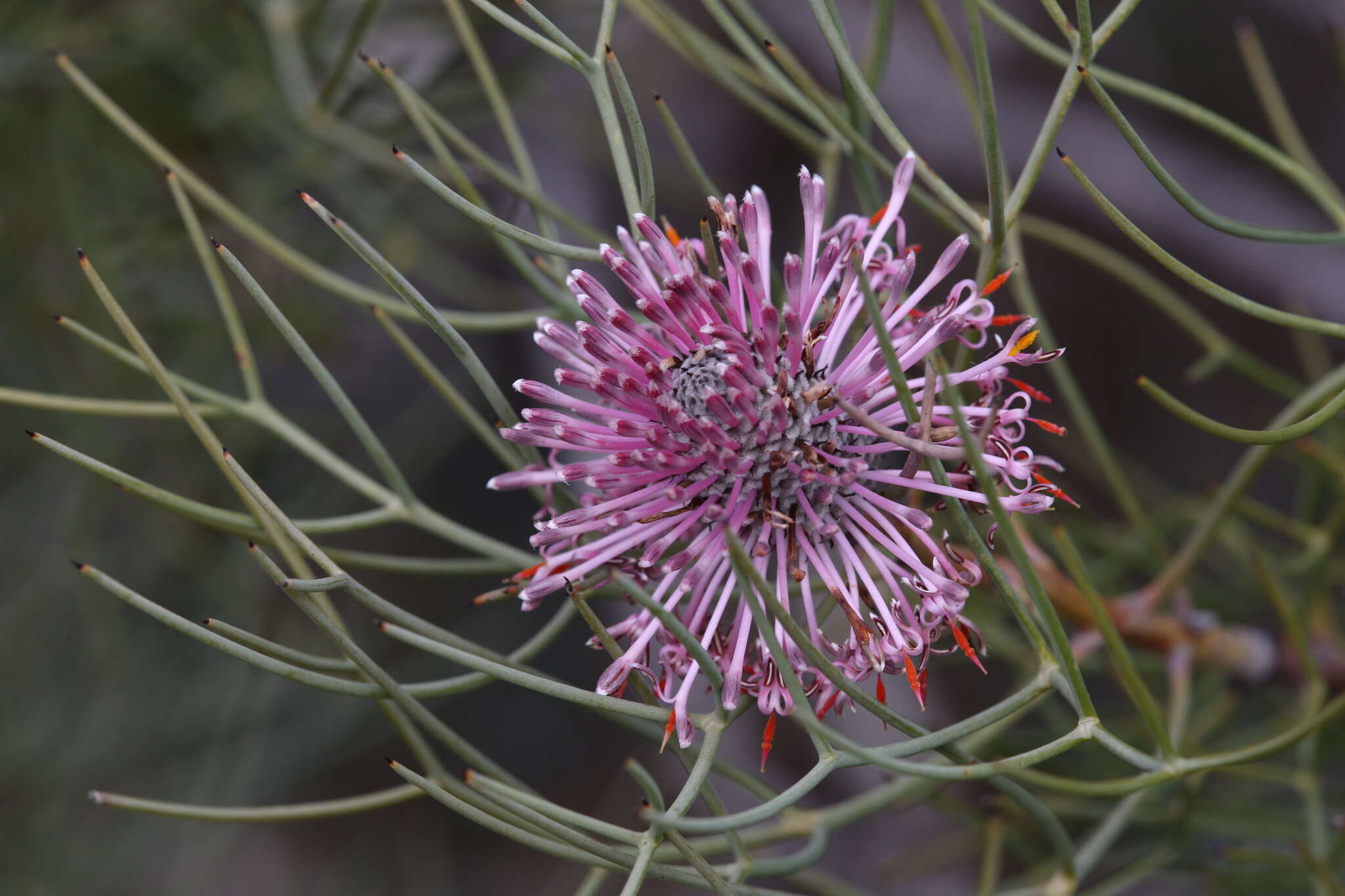 Image of Isopogon divergens R. Br.