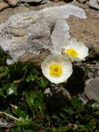 Image of Ranunculus alpestris subsp. alpestris