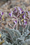 Sivun Astragalus tidestromii (Rydb.) Clokey kuva