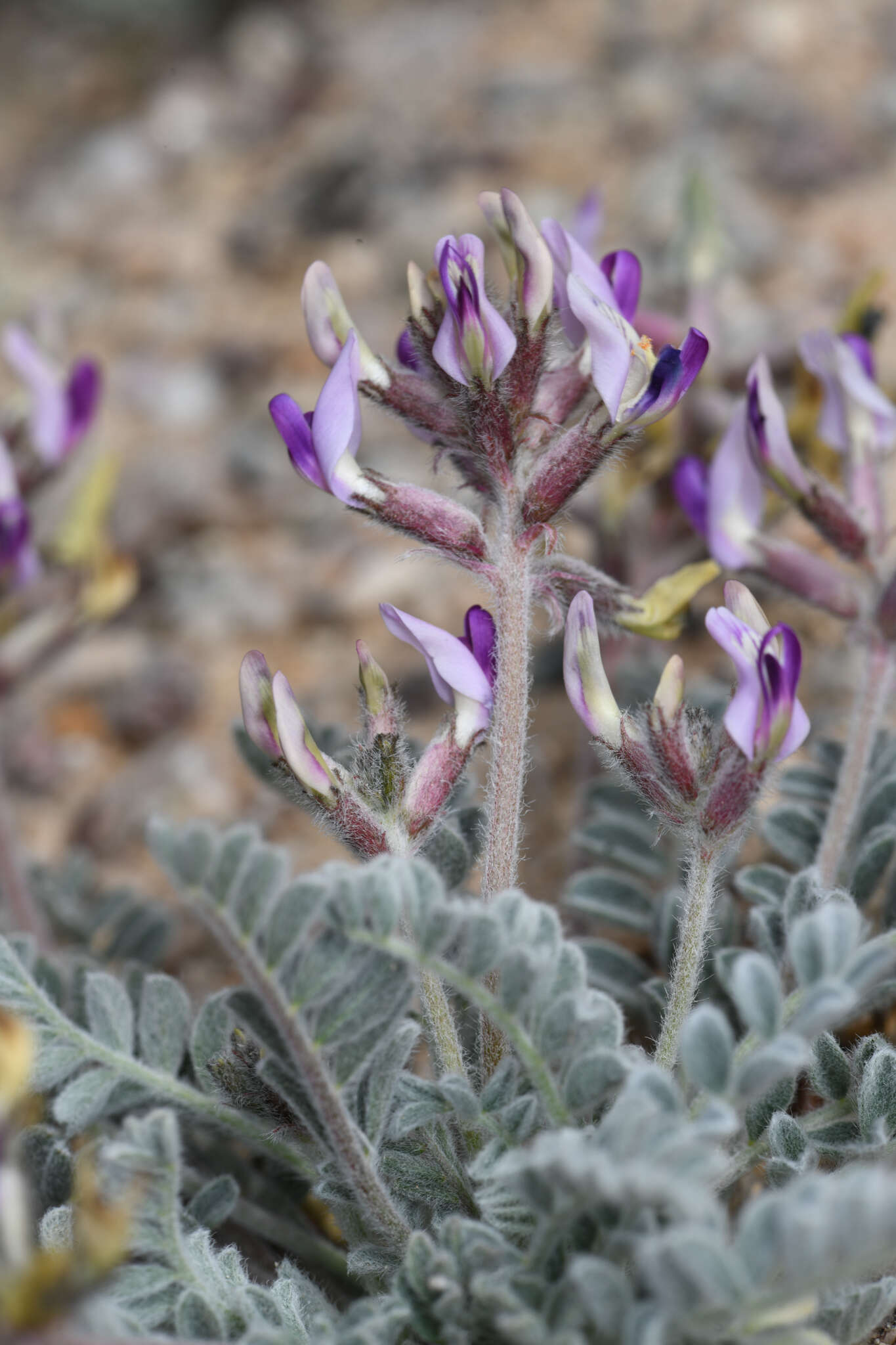 Sivun Astragalus tidestromii (Rydb.) Clokey kuva