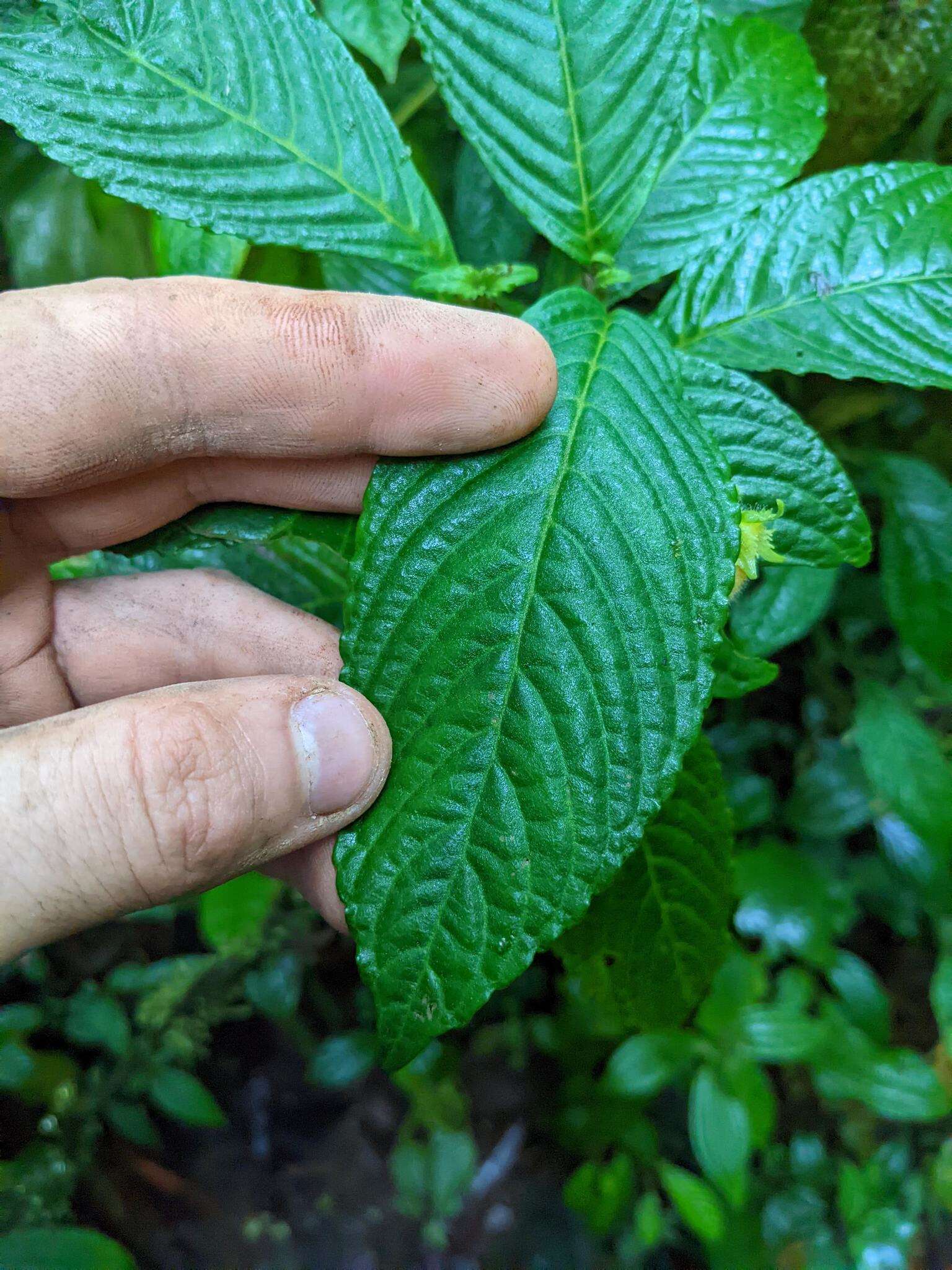 Image of Gasteranthus wendlandianus (Hanst.) Wiehler