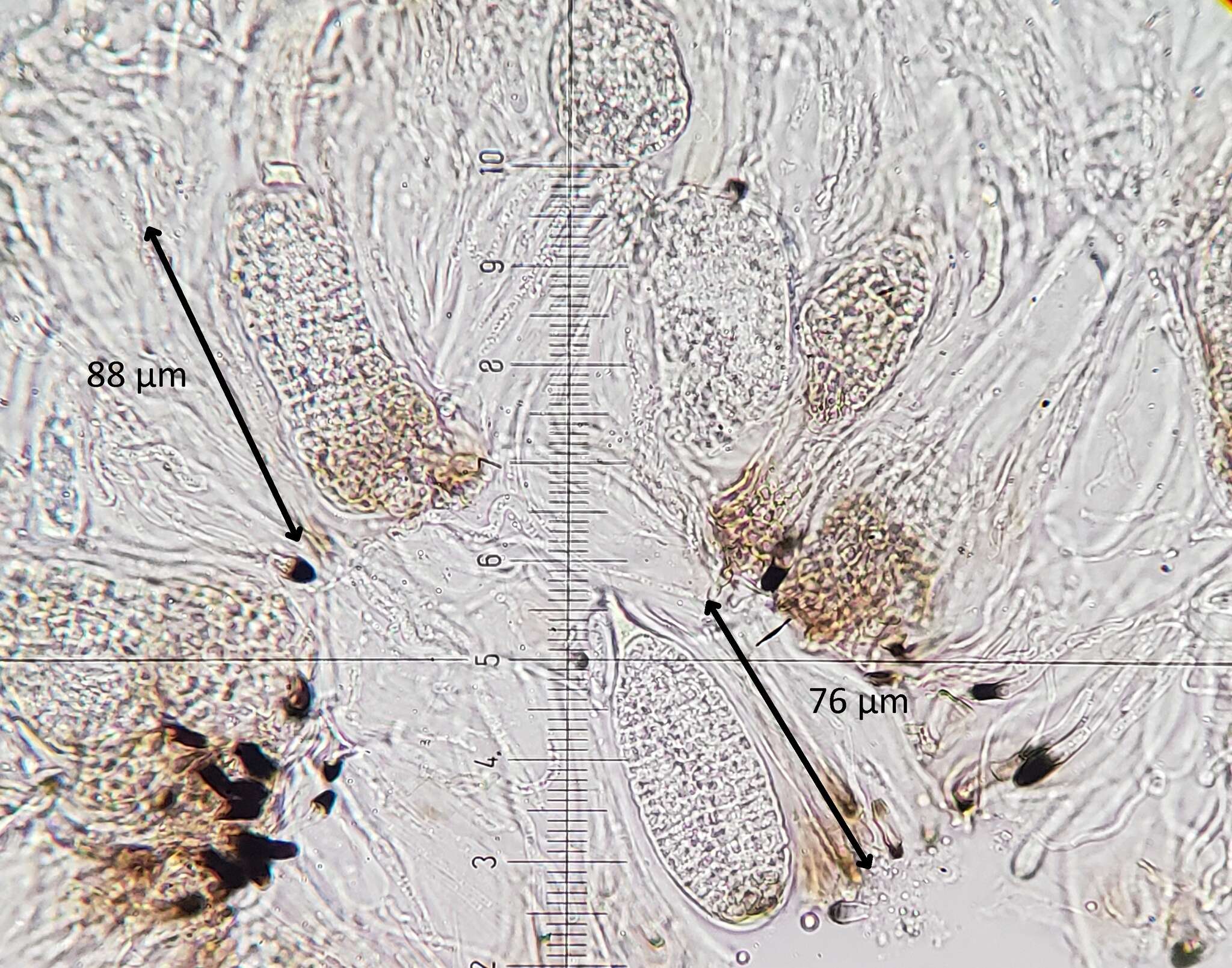 Image of disc granular lichen