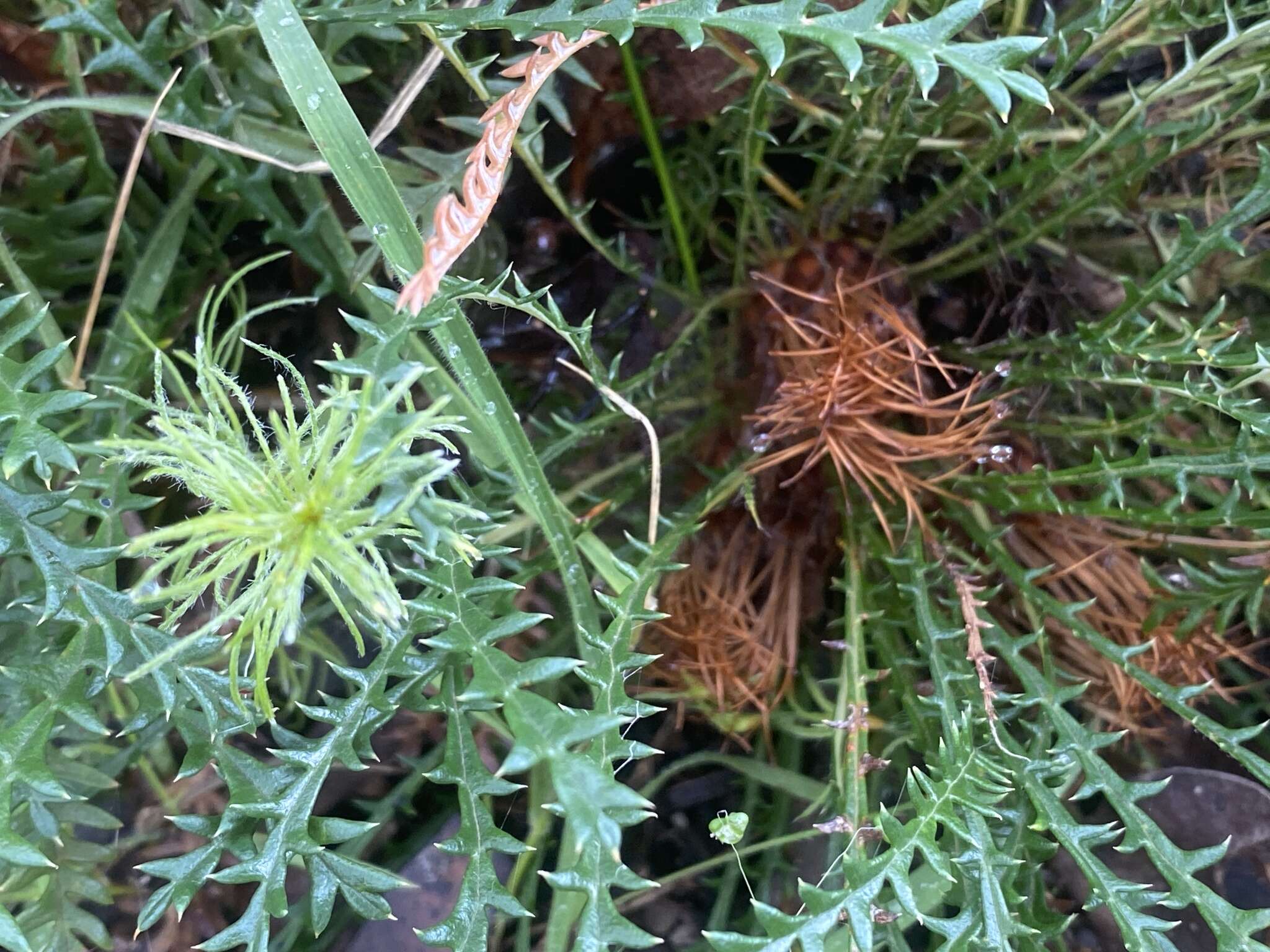 Image of Banksia dallanneyi A. R. Mast & K. R. Thiele