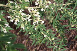 Image of <i>Chamaecytisus prolifer</i> subsp. <i>palmensis</i> (Christ) G. Kunkel