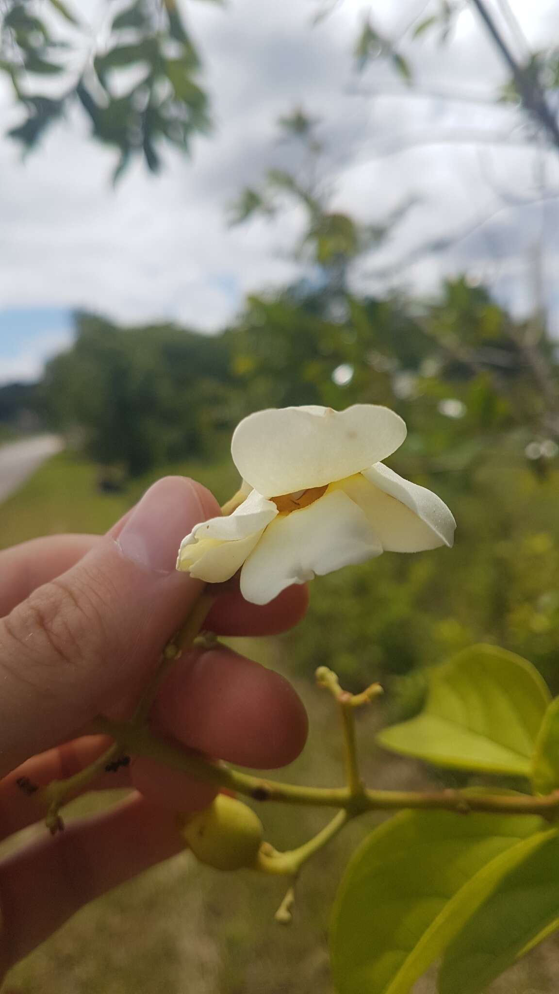 Imagem de Amphilophium elongatum (Vahl) L. G. Lohmann