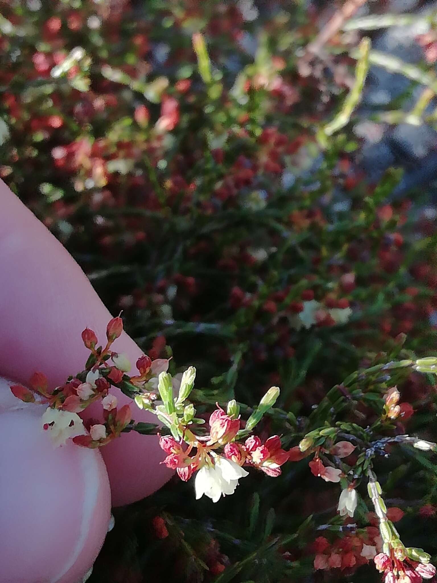 Image of Erica multiflexuosa E. G. H. Oliver