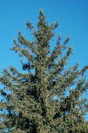 Image of Chihuahua Spruce