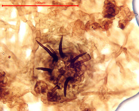 Sivun Chaetasbolisia falcata V. A. M. Mill. & Bonar 1941 kuva