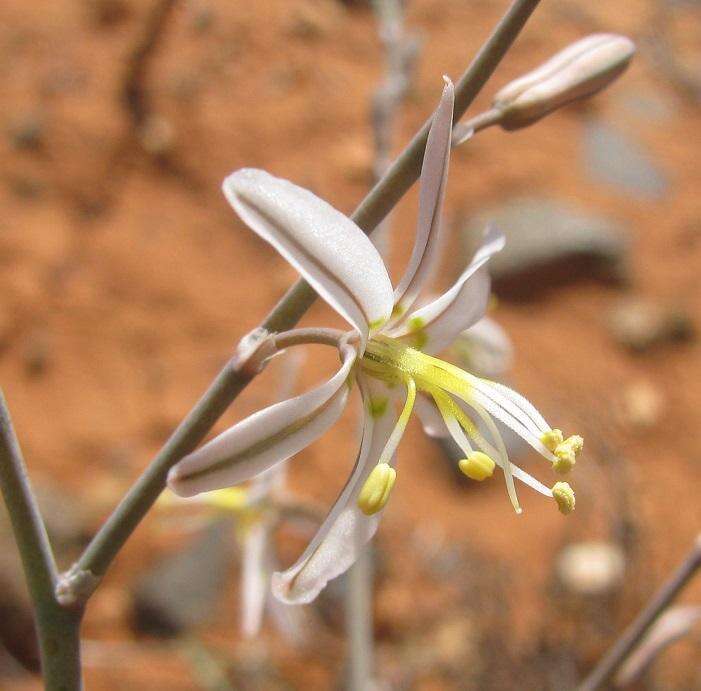 Image of Trachyandra jacquiniana (Schult. & Schult. fil.) Oberm.