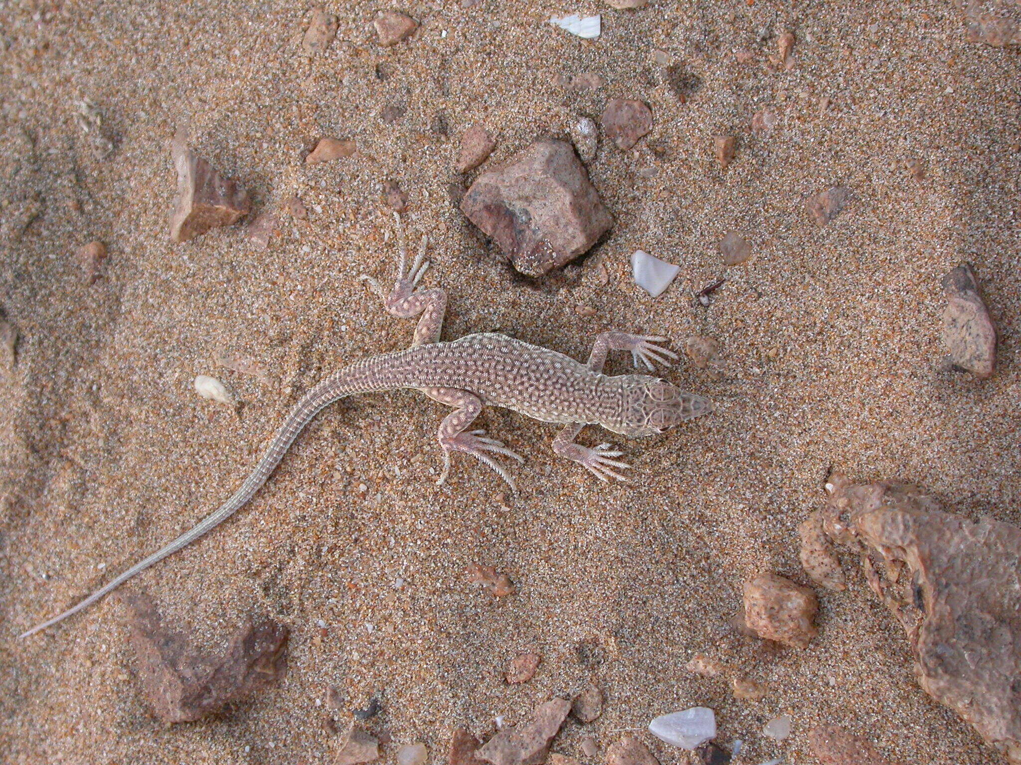 Image of Golden Fringe-fingered Lizard