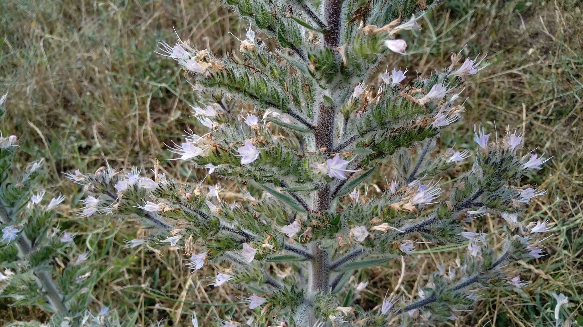 Image of Echium italicum subsp. biebersteinii (Lacaita) Greuter & Burdet