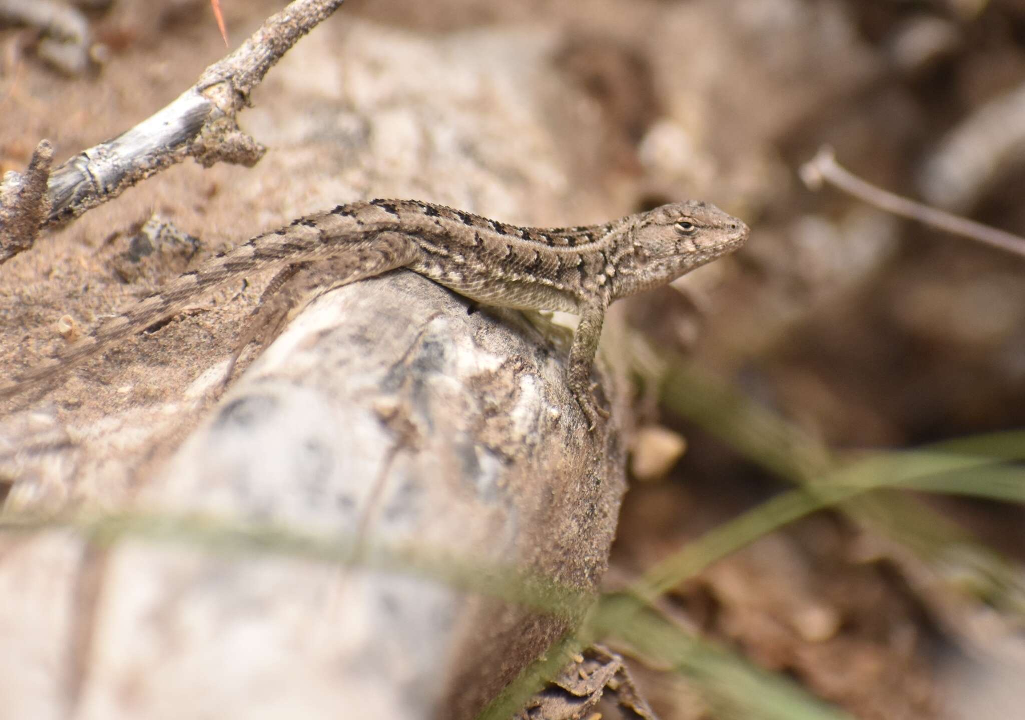 Image of Liolaemus wiegmannii (Duméril & Bibron 1837)