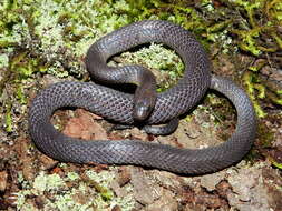 Image of Sierra Coalcoman Earth Snake