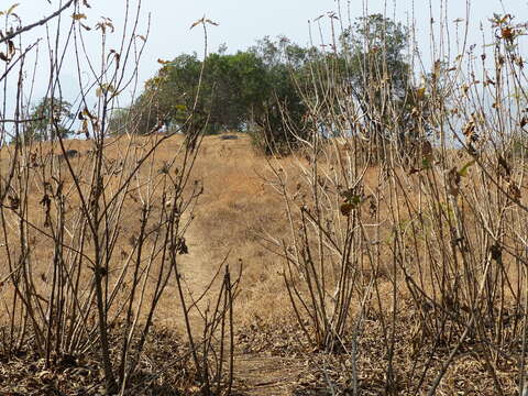 Image of Strobilanthes callosa Wall. ex Nees