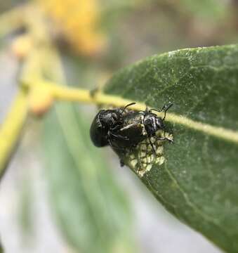 Plagiodera (Plagiomorpha) californica (Rogers 1856)的图像