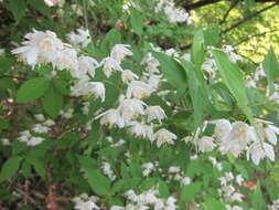 Image of slender pride of Rochester