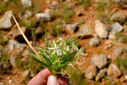 Image of Lapeirousia kalahariensis Goldblatt & J. C. Manning