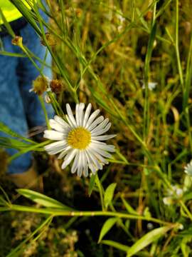 صورة Boltonia asteroides var. recognita (Fern. & Grisc.) Cronq.