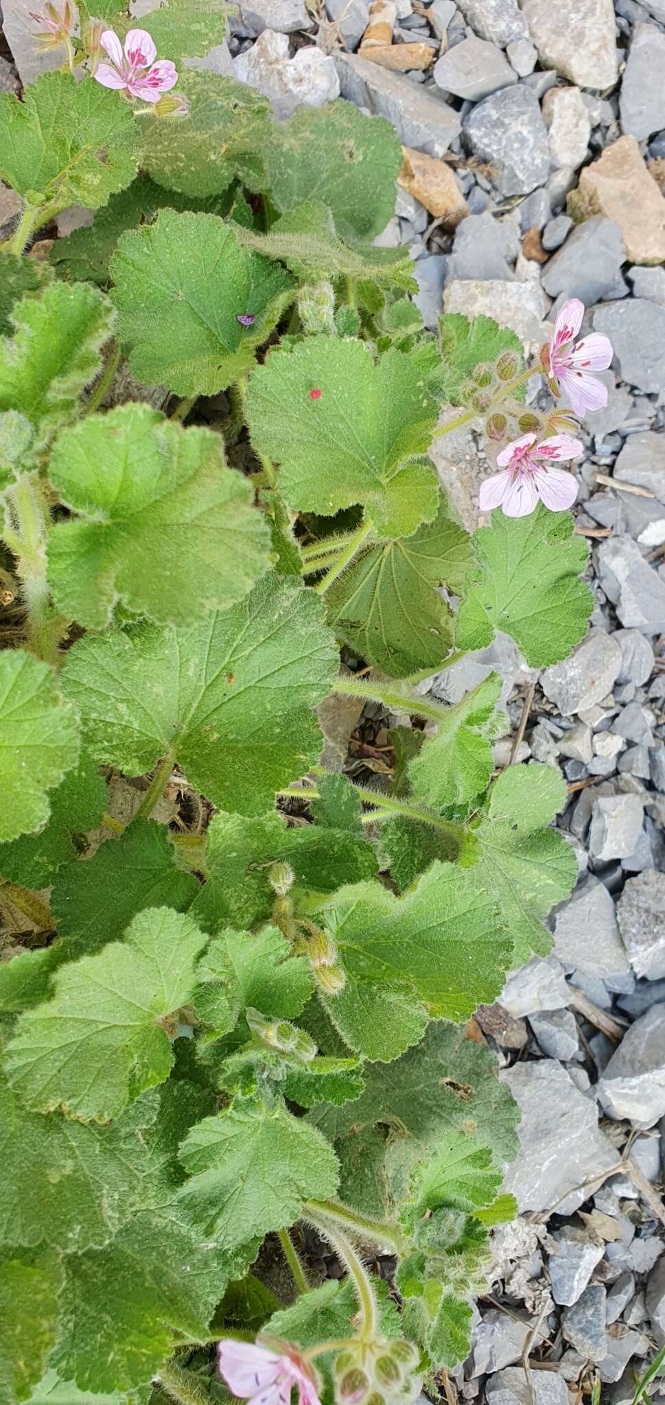 Image of Erodium trifolium (Cav.) Cav.