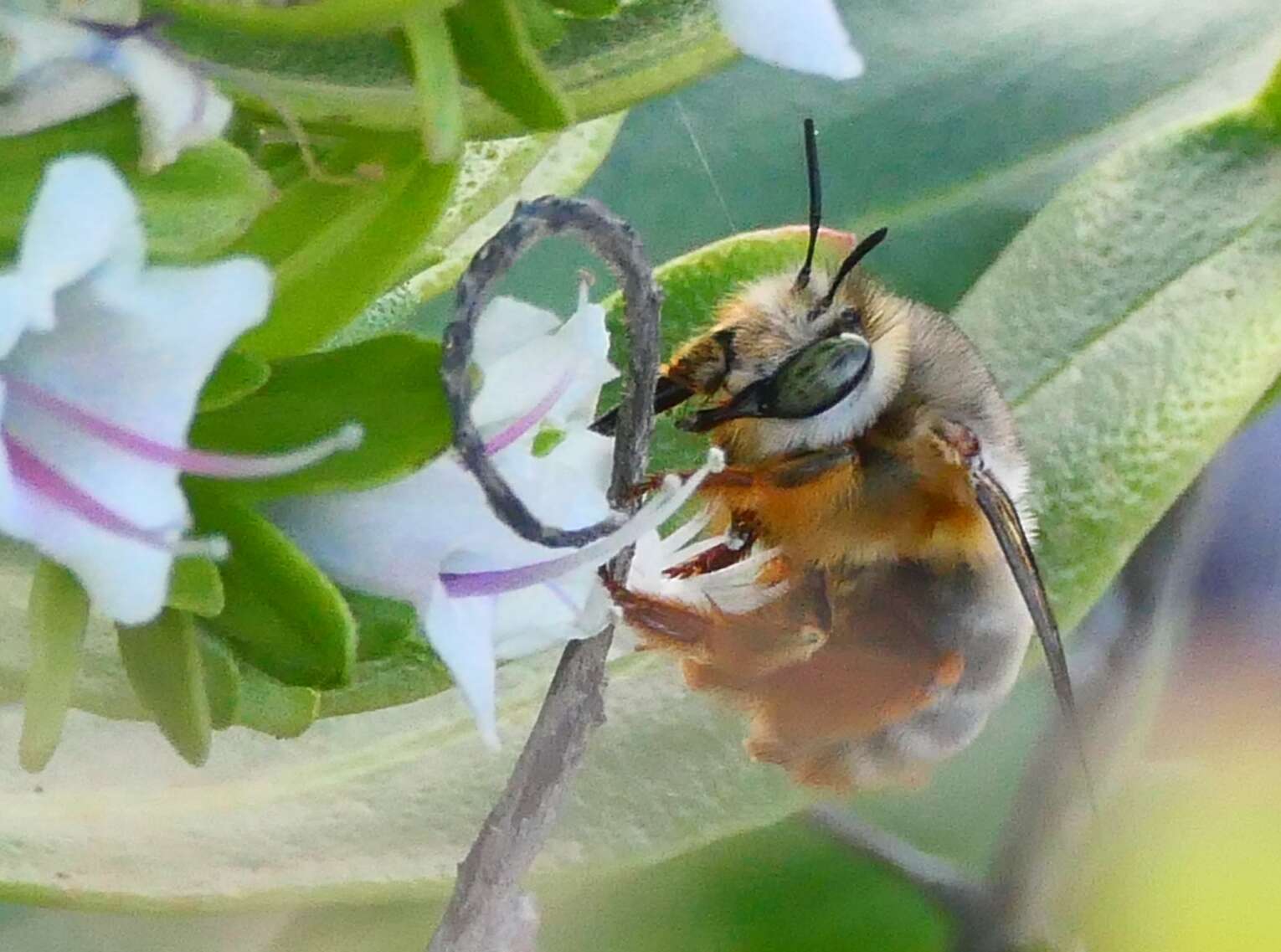 Sivun Anthophora porphyrea Westrich 1993 kuva