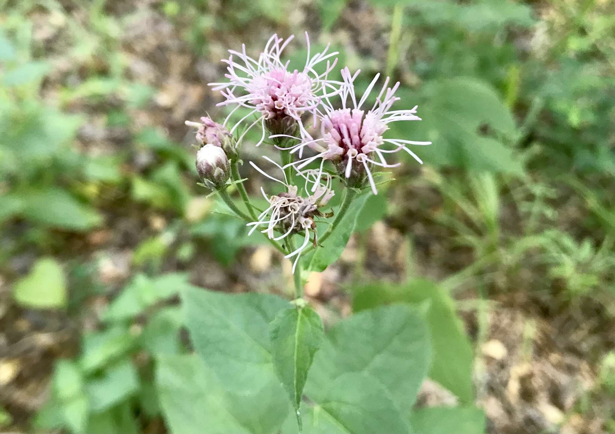 Plancia ëd Brickellia cordifolia Ell.