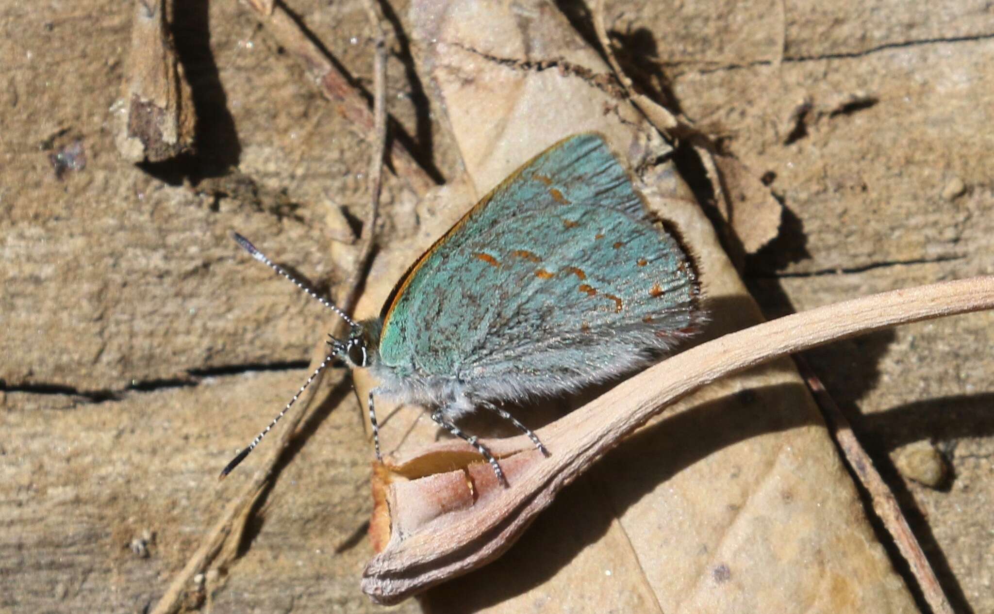 Image of Arizona Hairstreak