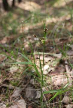 Image of Pale European Wood-Rush