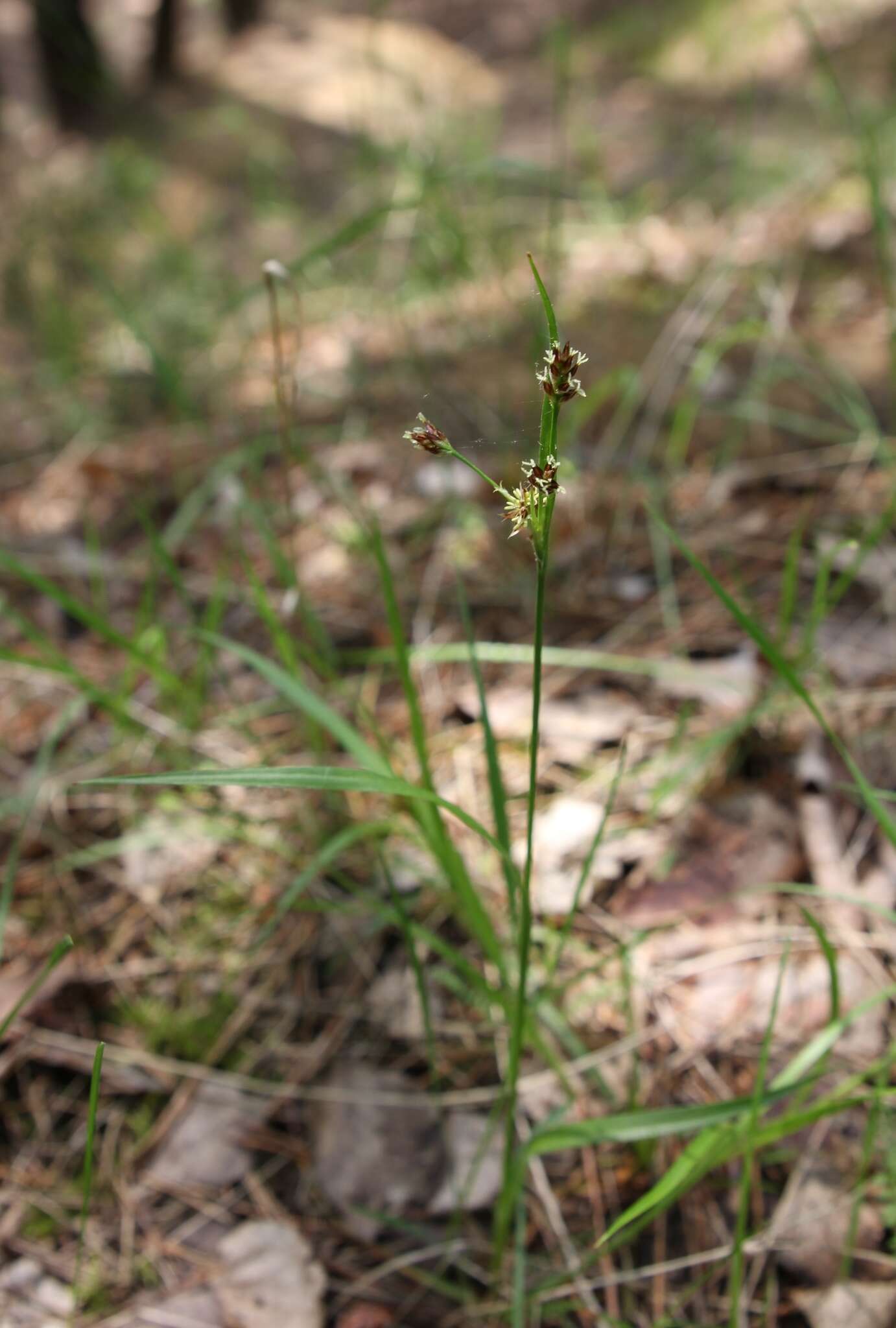 Plancia ëd Luzula pallescens Sw.