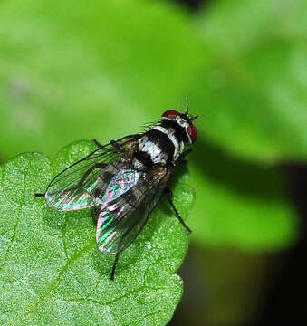 Imagem de Limnophora obsignata (Rondani 1866)