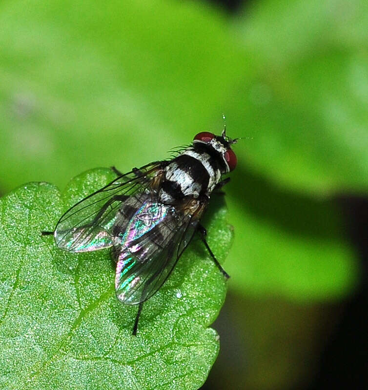 Imagem de Limnophora obsignata (Rondani 1866)