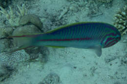 Image of Klunzinger's wrasse