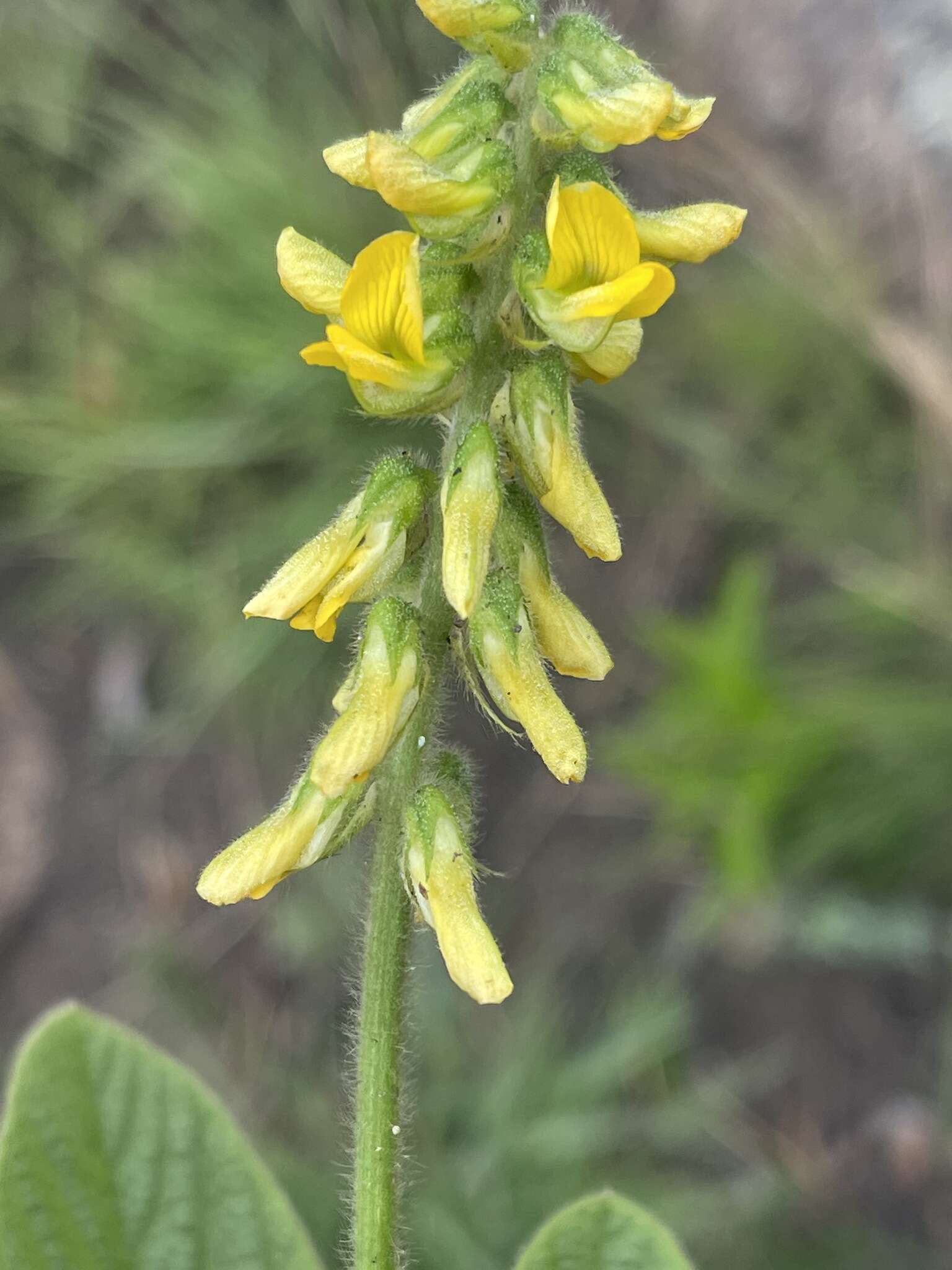 Image of Eriosema ellipticifolium Schinz