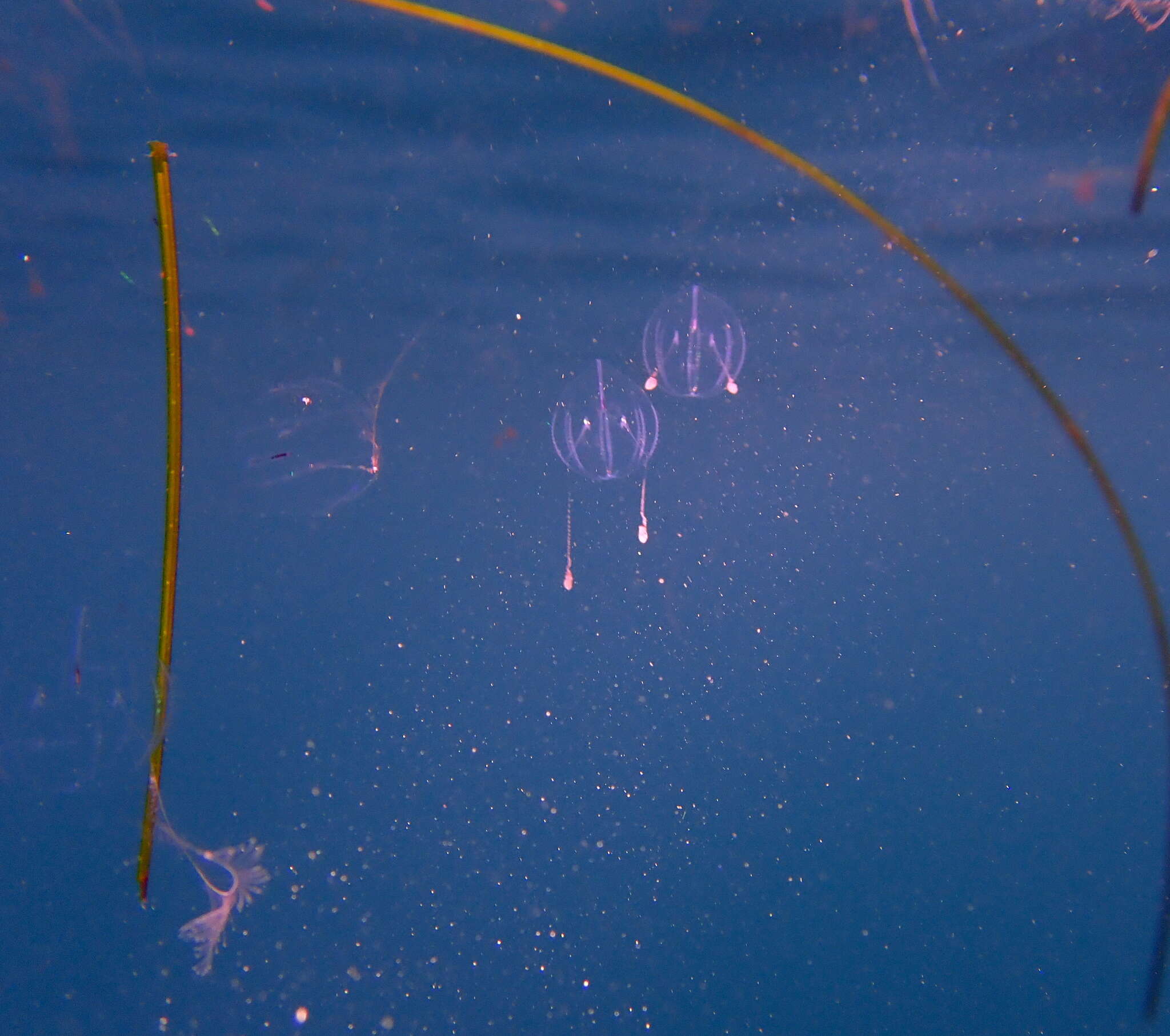 Image of Pacific sea gooseberry