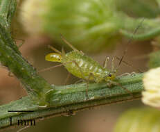 صورة Uroleucon (Lambersius) erigeronense (Thomas & C. 1878)