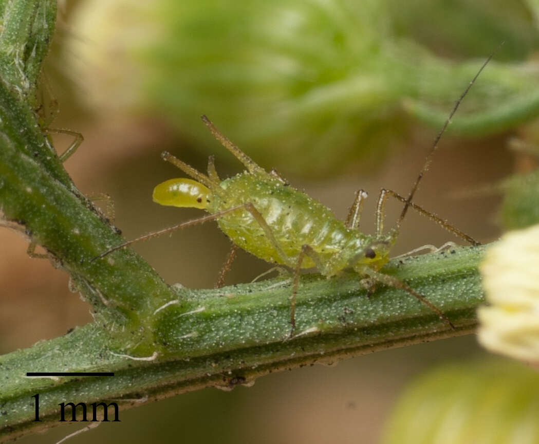 صورة Uroleucon (Lambersius) erigeronense (Thomas & C. 1878)