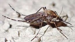 Image of Aedes nigromaculis (Ludlow 1906)