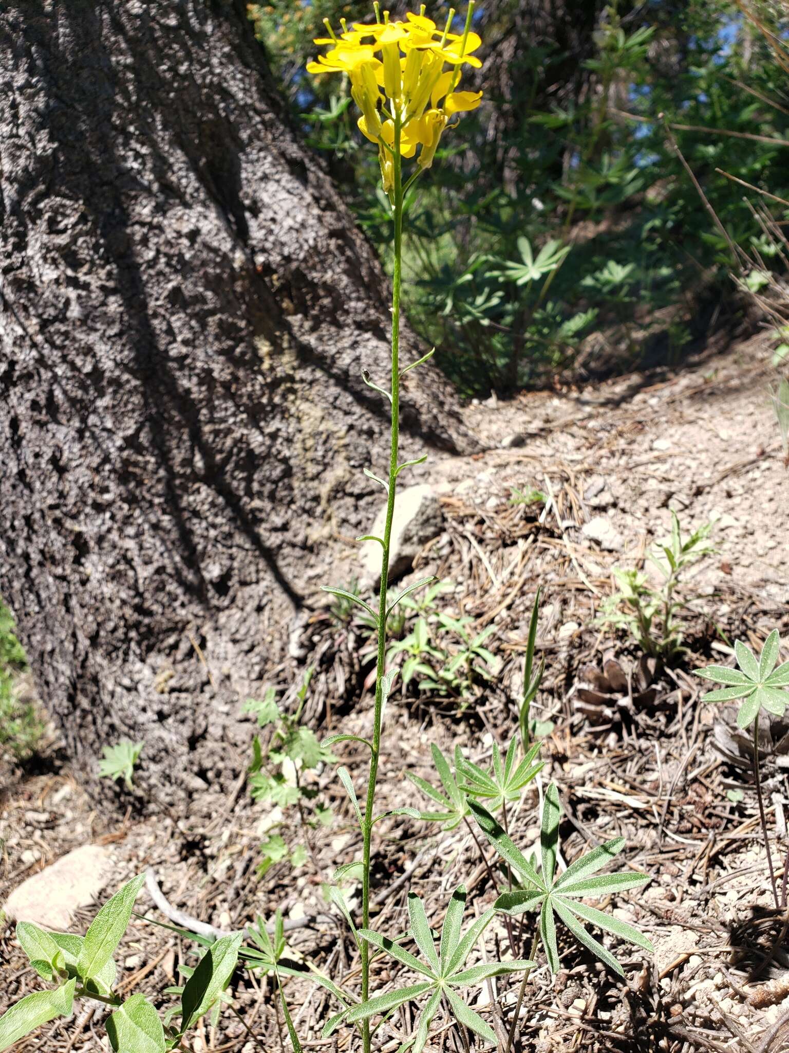 Image of sanddune wallflower