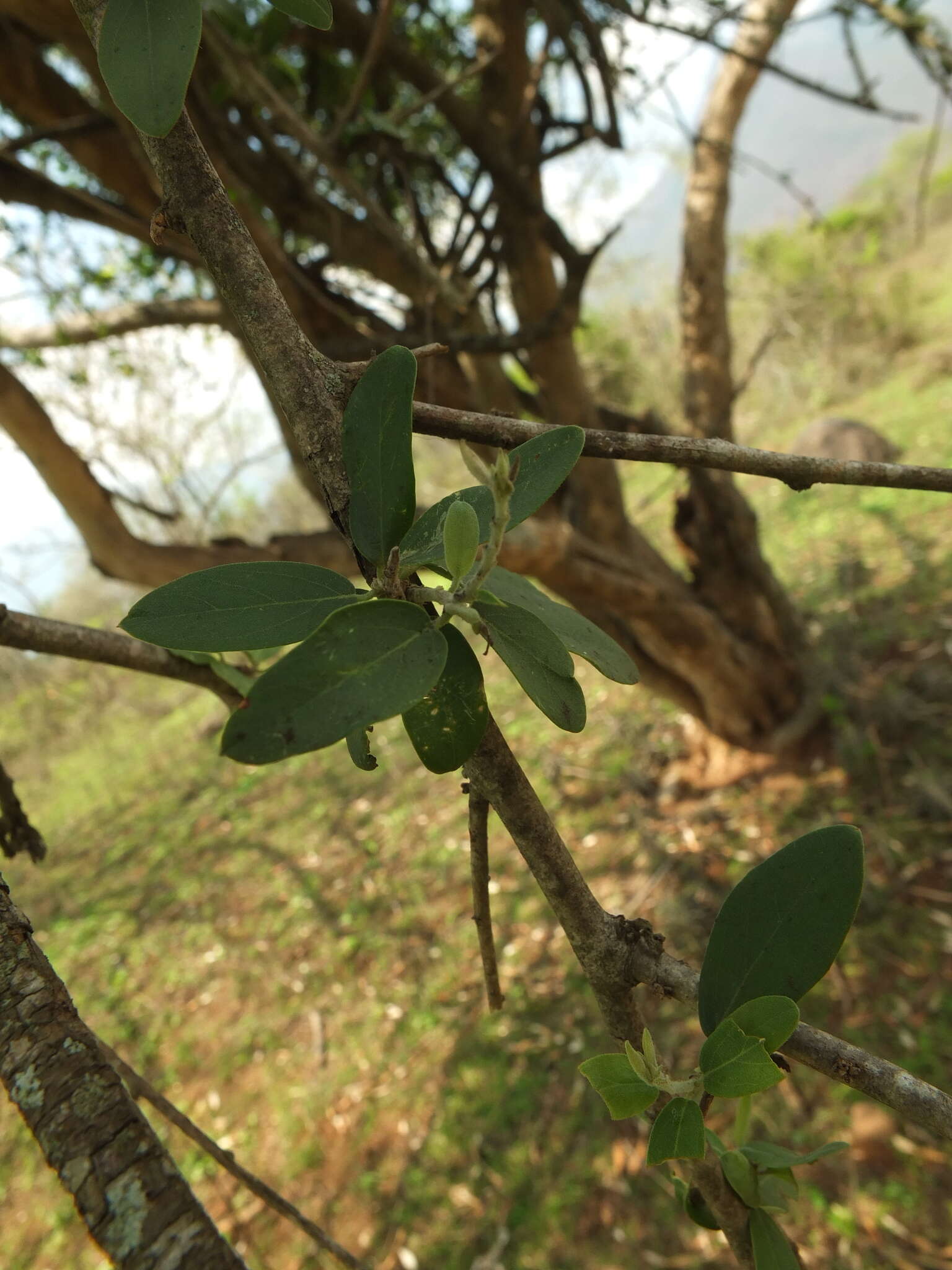 Image of Cadaba fruticosa (L.) Druce