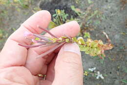 Image of <i>Epilobium billardiereanum</i>