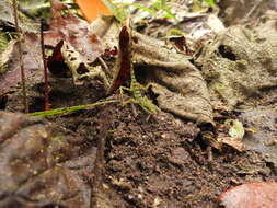 Image of Andes  Anole