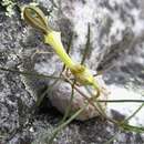 Imagem de Ceropegia striata U. Meve & P. S. Masinde