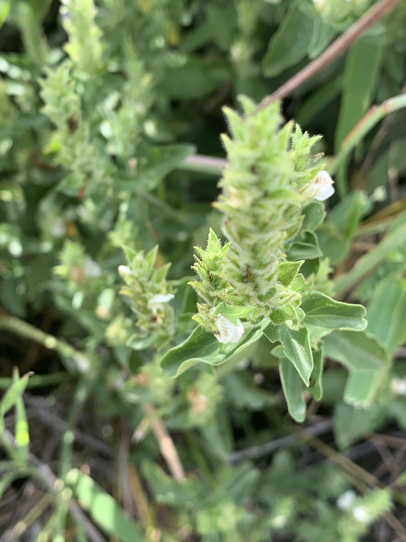 Sivun Isoglossa glandulosissima K. Balkwill kuva