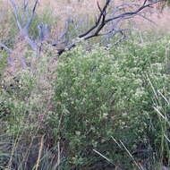 Image of Bigelow's false willow