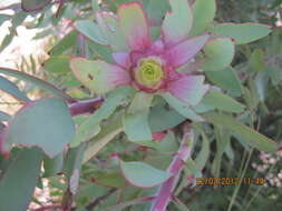 صورة Leucadendron cordatum E. Phillips