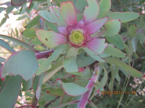 Imagem de Leucadendron cordatum E. Phillips