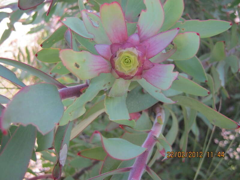 Image of Leucadendron cordatum E. Phillips