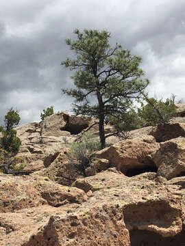 Image of ponderosa pine