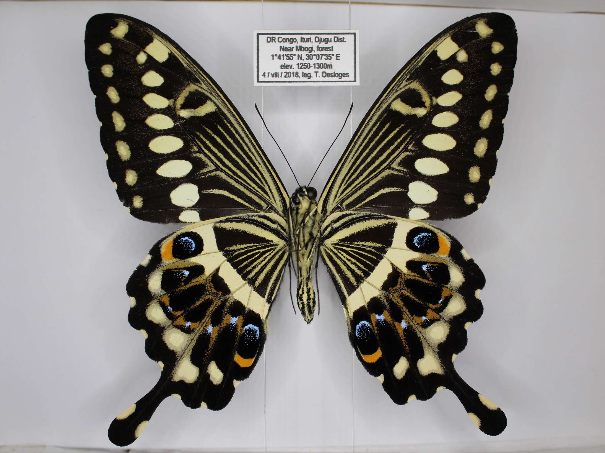 Image of Papilio lormieri Distant 1874