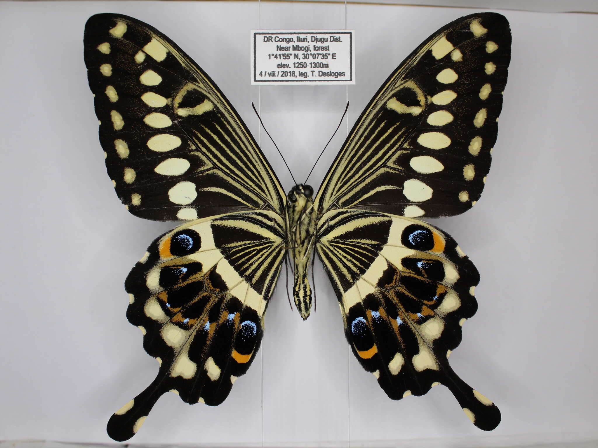 صورة Papilio lormieri Distant 1874